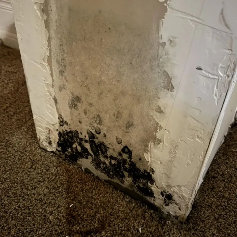 Professional Mold Removal in West Sedona, AZ